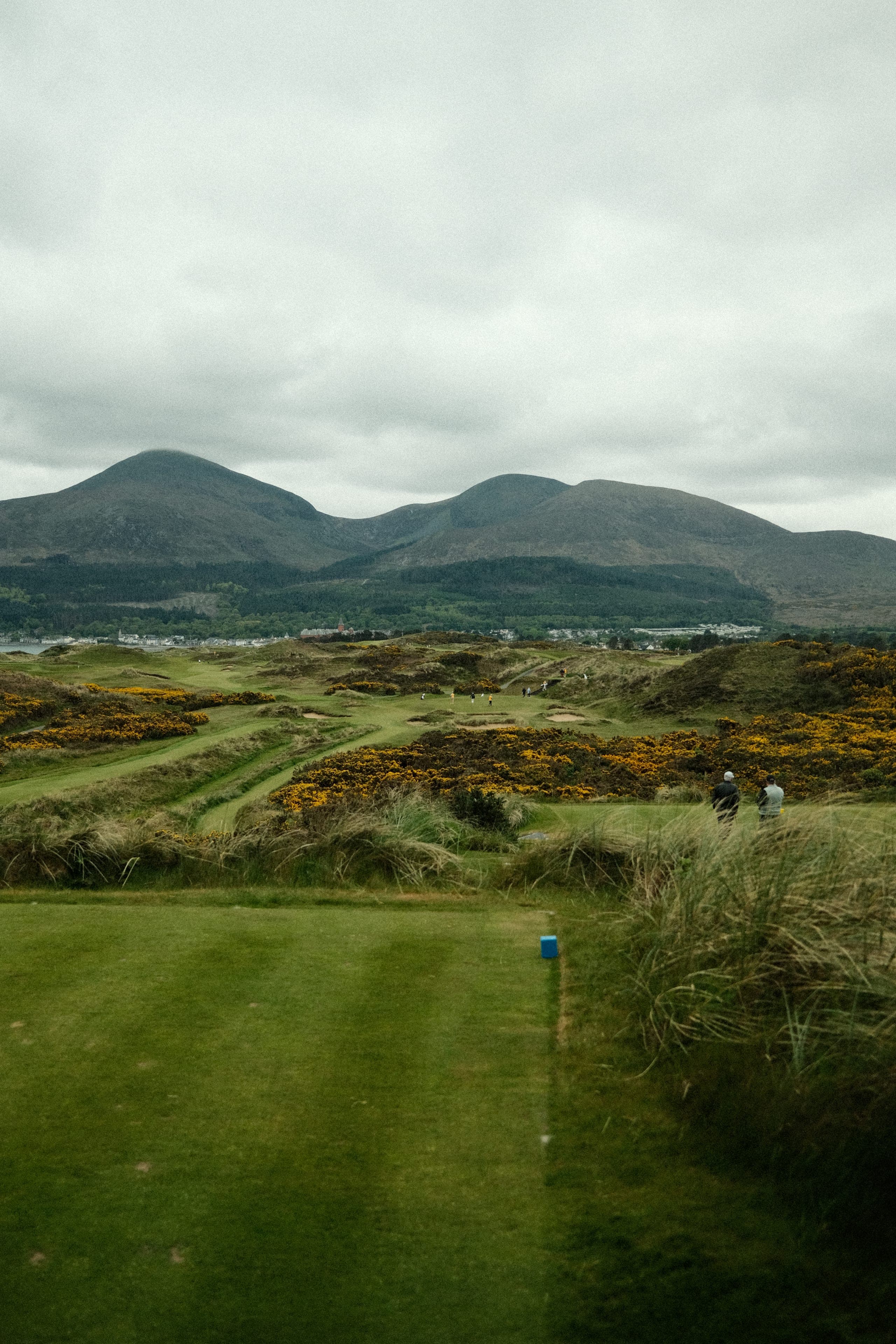 A links fairway in County Down with gorse in bloom and the Mourne Mountains behind.