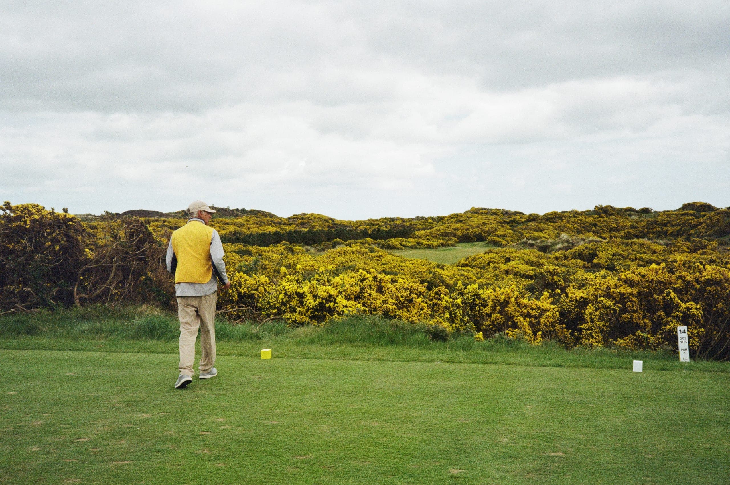 A golfer walking a par three tee lined with yellow gorse in bloom.